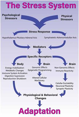 A Comprehensive Overview on Stress Neurobiology: Basic Concepts and Clinical Implications